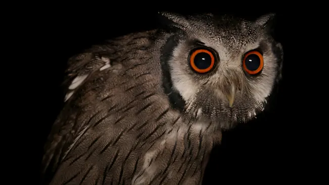 Owl with bright orange eyes against a dark background, showing nocturnal behavior.