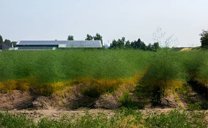 Green field with young trees and a building in the background, illustrating innovative forest management for biodiversity protection.