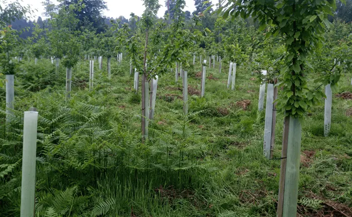 Forest Ecosystems of Young trees in protective tubes in a reforestation area.
