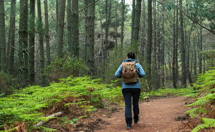 A hiker with a backpack walking on a forest trail.