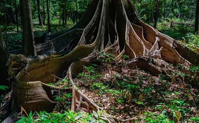 Ancient tree roots in a dense forest, symbolizing forest conservation efforts.