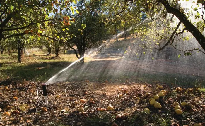 Sprinkler system irrigating trees in a forest, highlighting sustainable water management practices