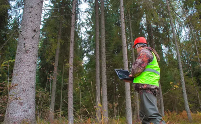 A forestry worker in a safety vest and helmet uses a laptop in a dense, managed forest, demonstrating sustainable forestry practices.