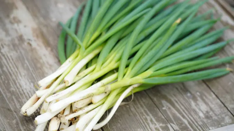 Freshly harvested bunching onions arranged in a row on a rustic wooden surface.