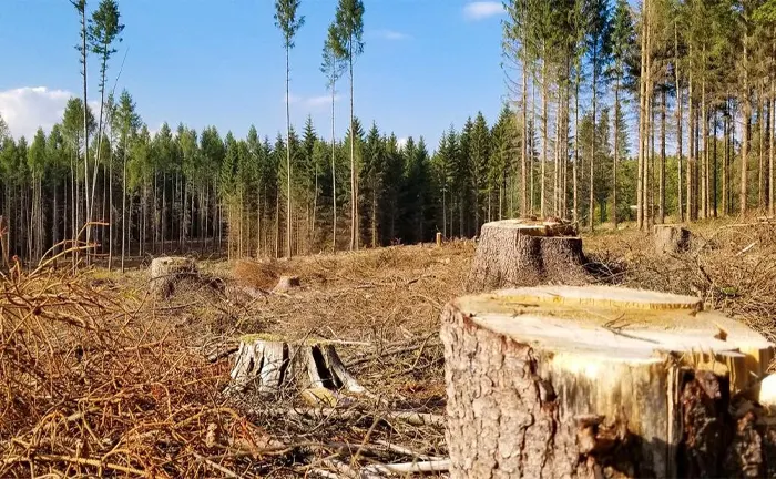 Forest with clear-cut tree stumps and remaining trees in the background.