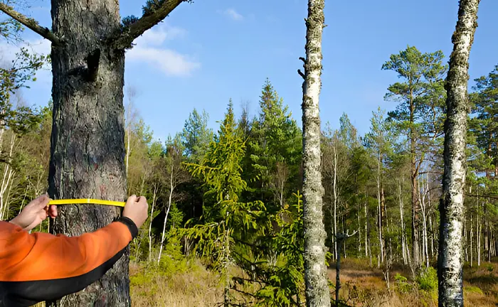 A person measuring the circumference of a tree in a forest, emphasizing sustainable forestry practices.