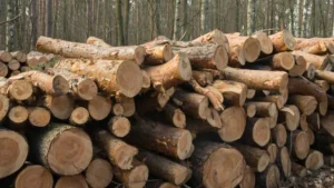 Stack of freshly cut logs piled in a forest clearing.