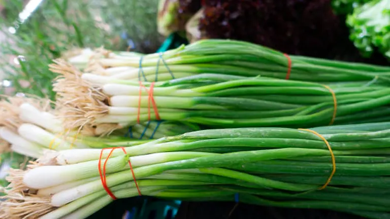 Fresh bunching onions with green tops and white ends bundled together at a farmer's market.