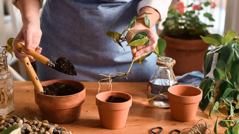 Gardener transplanting Pothos cuttings into small terracotta pots on a wooden table, with gardening tools nearby.