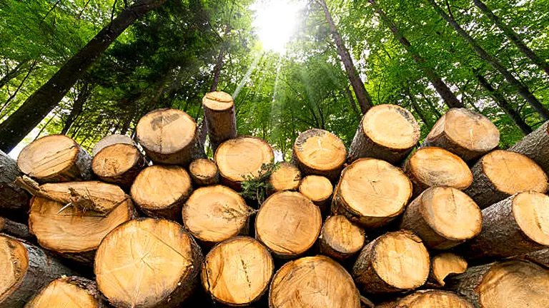 Pile of freshly cut logs in a forest with sunlight filtering through trees