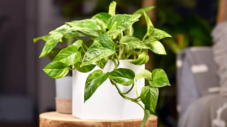 How to Grow and Care for Your Pothos: The Ultimate Success Guide