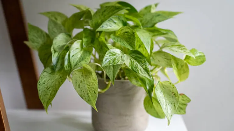 Healthy Pothos plant with lush variegated leaves in a textured grey pot on a light wooden shelf.