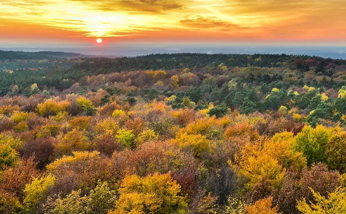 Sunset over a vast, colorful forest, highlighting the importance of forest management in climate change mitigation