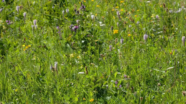 Diverse meadow with wildflowers and grasses.