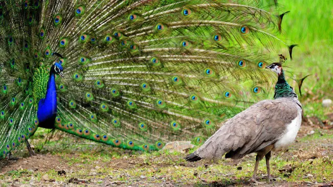 Male peacock displaying vibrant tail feathers in front of a peahen, showing mating behavior.
