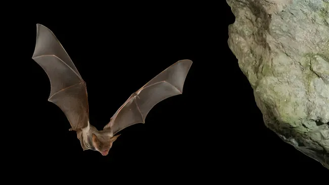 Bat flying near a cave entrance against a dark background, showing nocturnal activity.






