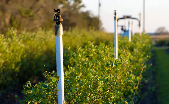 Irrigation system in a lush, green forested area, illustrating pest and disease management practices.