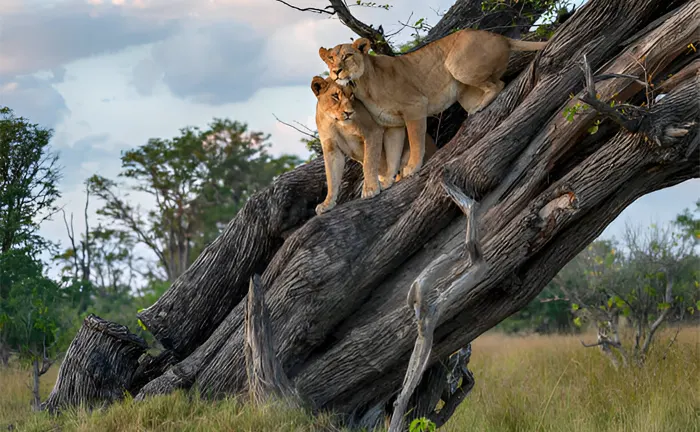 Two lions resting on a fallen tree in a wildlife sanctuary.