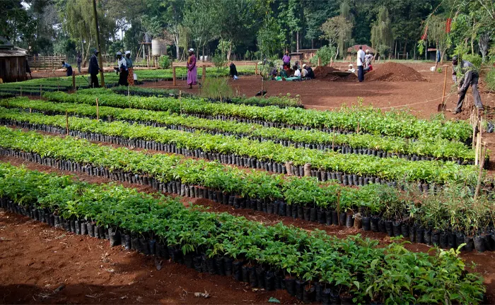 People working in a tree nursery, representing forest conservation efforts.