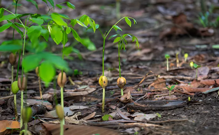 Young tree seedlings sprouting from the forest floor, illustrating the early stages of reforestation and sustainable forestry practices.