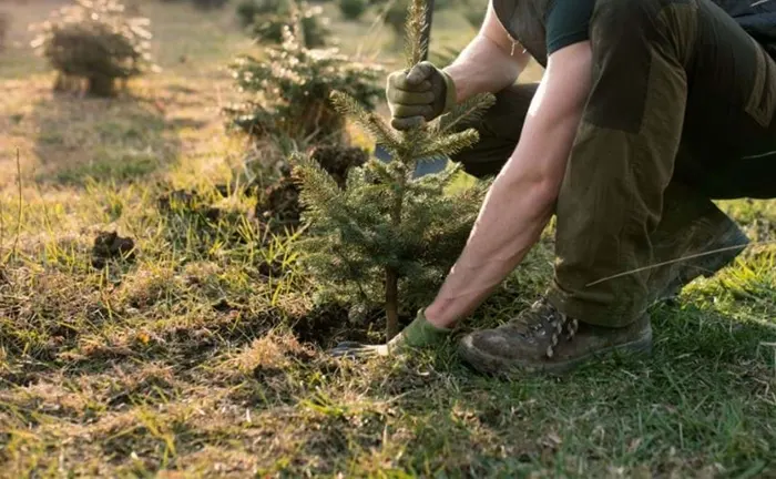 Person planting a small tree in the ground, illustrating sustainable forestry practices.