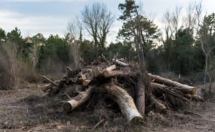 Pile of felled trees and branches in a forest clearing.