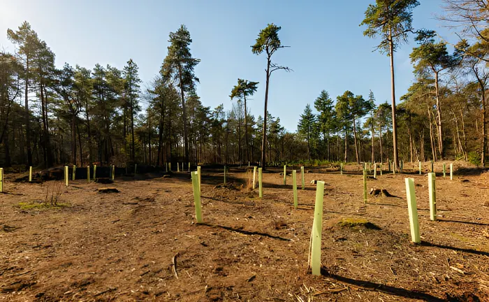 A reforestation site with young tree saplings protected by tubes, highlighting sustainable forestry efforts.