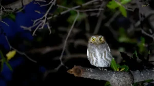 Nocturnal Wildlife: Insights into Nighttime Ecology and Behavior