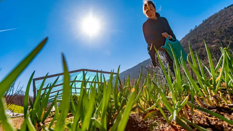 A woman watering young onion plants in a sunny garden, with a beautiful mountainous backdrop.