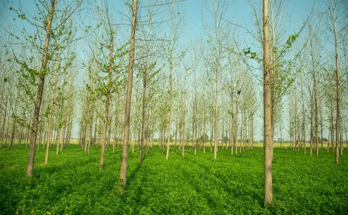 Sustainable Logging Young trees in a reforested area with green undergrowth, showcasing