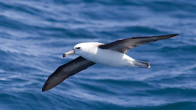 Albatross gliding over the ocean, demonstrating flight behavior.