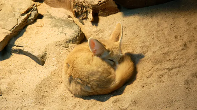 Fennec fox curled up sleeping on the sand, showing nocturnal resting behavior.