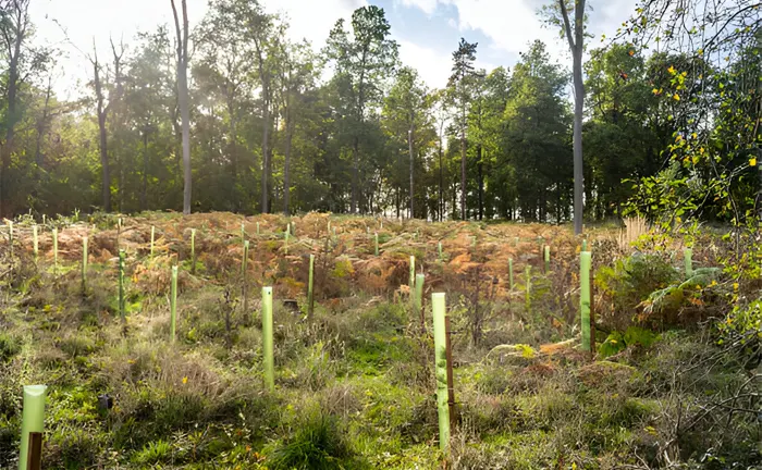 Young trees in protective tubes in a reforested area