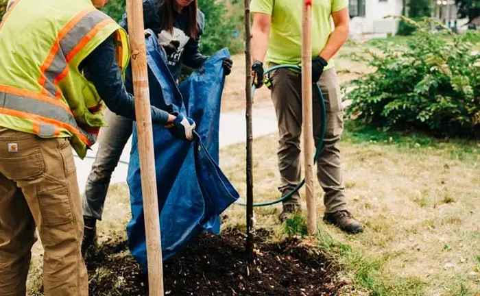 People planting a tree in a park.