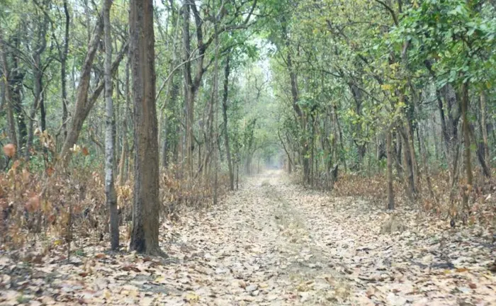 A forest pathway surrounded by trees, illustrating forest conservation efforts.