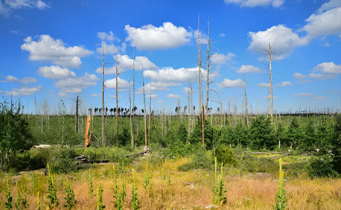 Forest with a mix of dead and young trees under a blue sky, demonstrating biodiversity and forest regeneration practices.