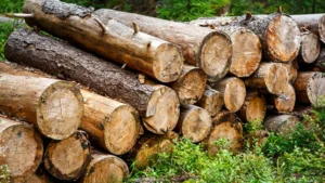 Stack of large, cut logs resting on the forest floor surrounded by greenery.