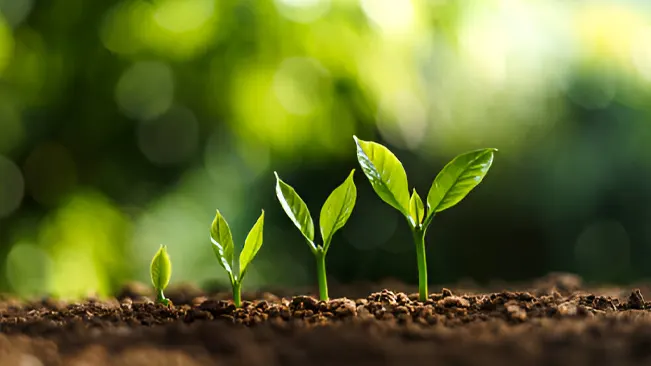 Plant sprouts growing in soil.