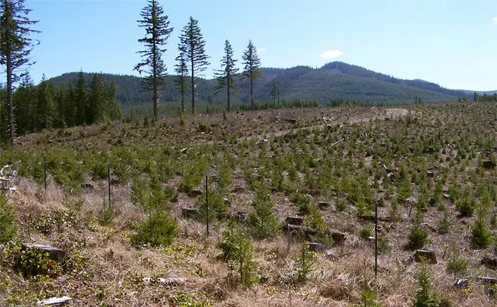 Newly planted saplings in a reforested area with distant mountains, demonstrating sustainable logging practices.
