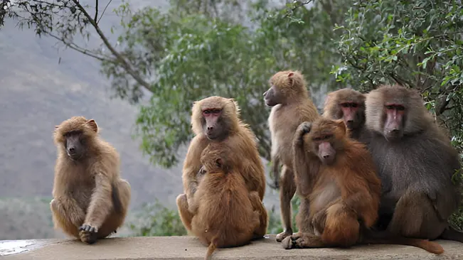Group of baboons sitting together, showing social interaction.