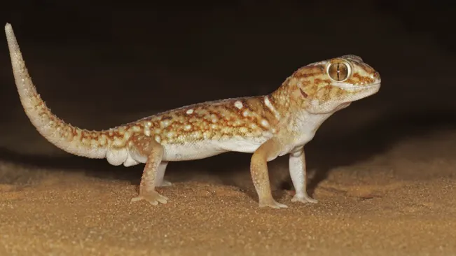 Gecko on sand against a dark background, showing nocturnal activity.