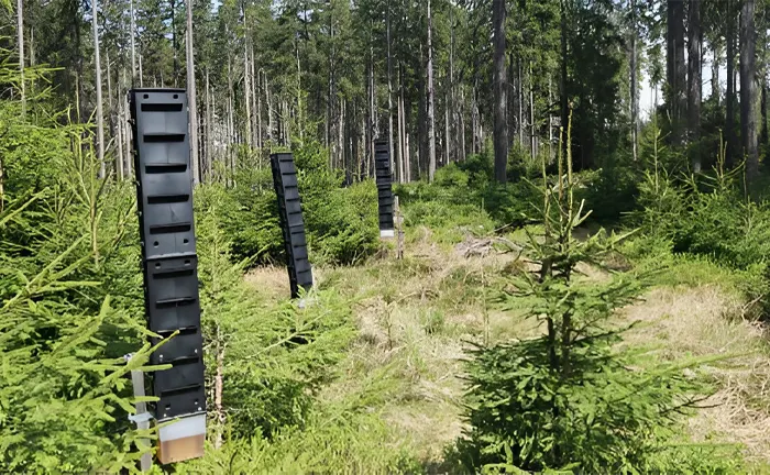 Pheromone traps in a forest, illustrating pest management practices.