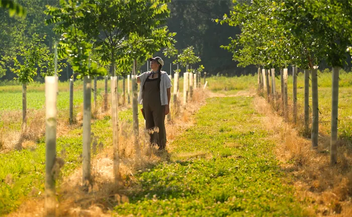 Farmer walking among young trees in an agroforestry system