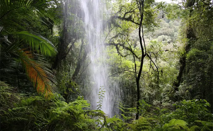 Waterfall in a lush forest, showcasing efforts in forest conservation.