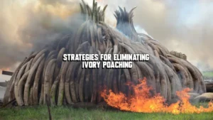 Strategies for Eliminating Ivory Poaching