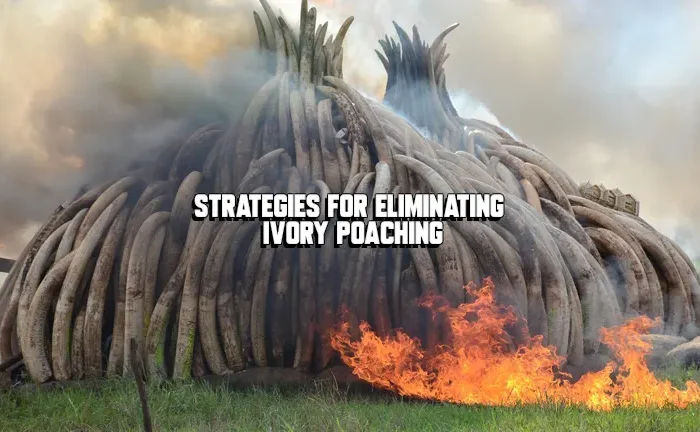 Strategies for Eliminating Ivory Poaching