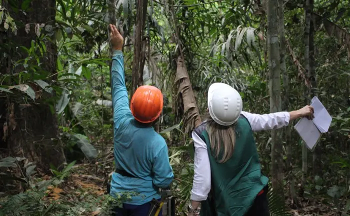 Two forest workers inspecting trees for forest management and health assessment.