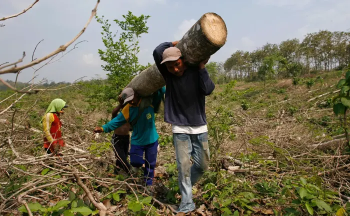 Workers carrying a large log in a deforested area.