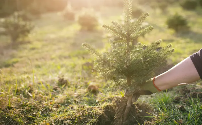 A person planting a young pine tree in a field, highlighting reforestation efforts in sustainable forestry.