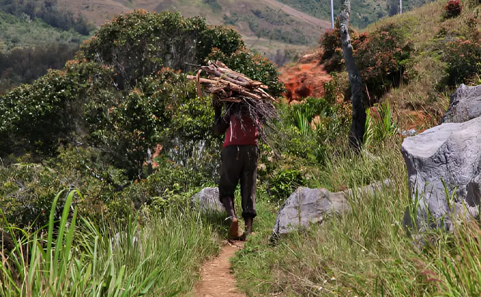 Person carrying firewood through a forest path, highlighting sustainable resource use and biodiversity.